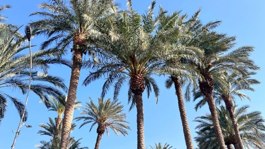 الأردن يحاصر "سوسة النخيل الحمراء" بنجاح ميداني ملموس
