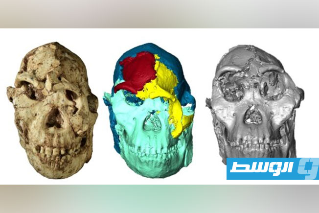 إعادة بناء وجه أشهر الحفريات البشرية في التاريخ رقمياً