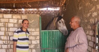 من الإسطبل إلى المرماح.. العمدة مكرم وحكاية عشق لا ينتهى مع الخيول.. يروى قصص عادات متوارثة منذ 200 عام عن سباقات الفروسية فى جنوب الصعيد.. ويؤكد: أحصنة بـ1.5 مليون جنيه تشعل المنافسة بأسوان