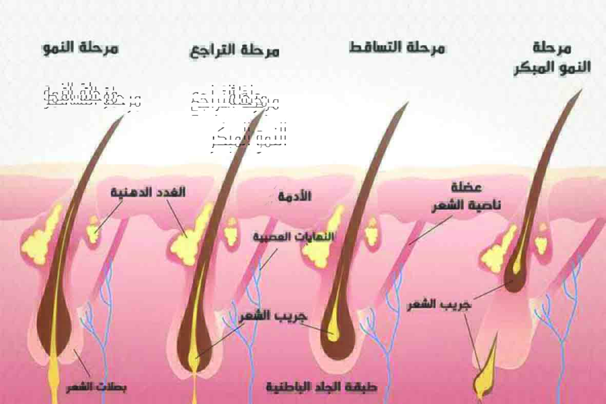 ‫ الرعاية: الغذاء الصحي يحافظ على سلامة الشعر