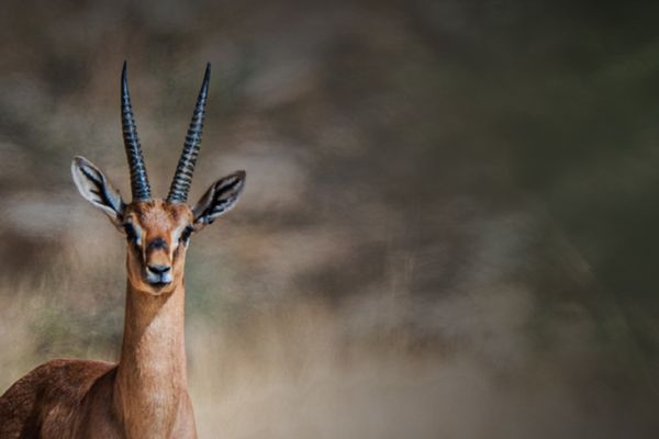 تمديد المرحلة الثالثة من مبادرة تصحيح أوضاع الكائنات الفطرية