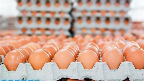 البلدي يتصدى لموجة الصعود، سعر كرتونة البيض اليوم الثلاثاء ببورصة الدواجن