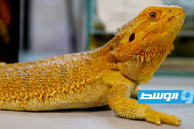 سجن رجل من سيدني لمحاولته تهريب سحالي بالبريد داخل أكياس فشار