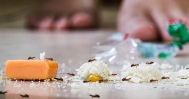 طرق طبيعية وآمنة للتخلص من النمل.. استعدى لأشهر مشكلة فى الصيف