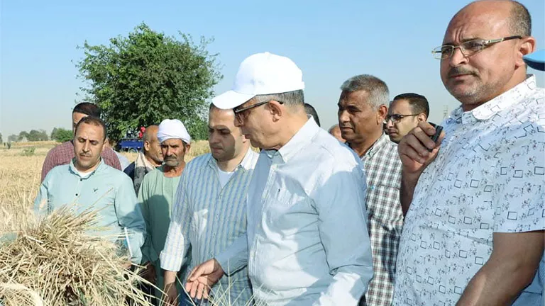 طفرة في زراعات القمح بمحافظة المنيا
