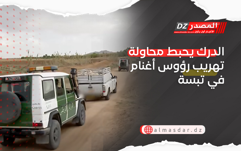 الدرك يحبط محاولة تهريب رؤوس أغنام في تبسة