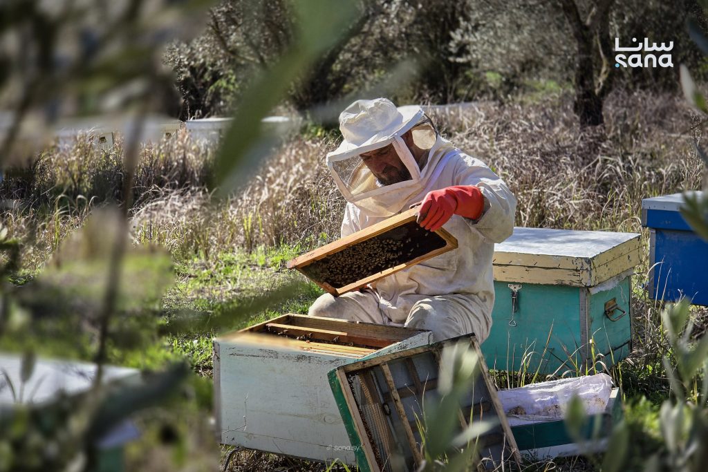مربو النحل في اللاذقية يستبشرون بموسم واعد مع تحسن المراعي الطبيعية