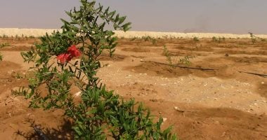 145 ألف طلب جديد لتقنين أراضى الدولة عبر المنصة الوطنية