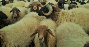 الربيع موسم نمو الأعشاب الصحراوية بمطروح.. أمطار الخير تزيد رقعة المراعي وتخفف العبء عن المربين.. سلالة أغنام البرقي تتغذى على أعشاب الصحراء الطبية والعطرية وتنتج أجود أنواع اللحوم