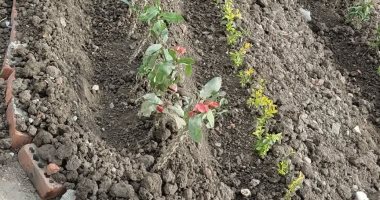 فرع الشؤون الإسلامية بجازان يطلق مبادرة لتشجير ساحات الجوامع والمساجد