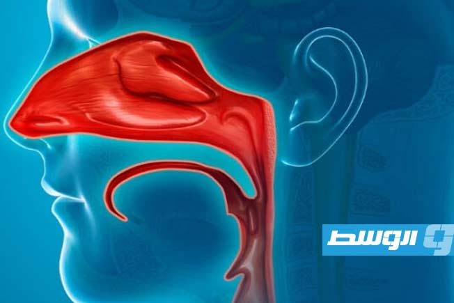 دراسة تكشف لماذا إحدى فتحتي الأنف تعمل بكفاءة أكبر من الأخرى