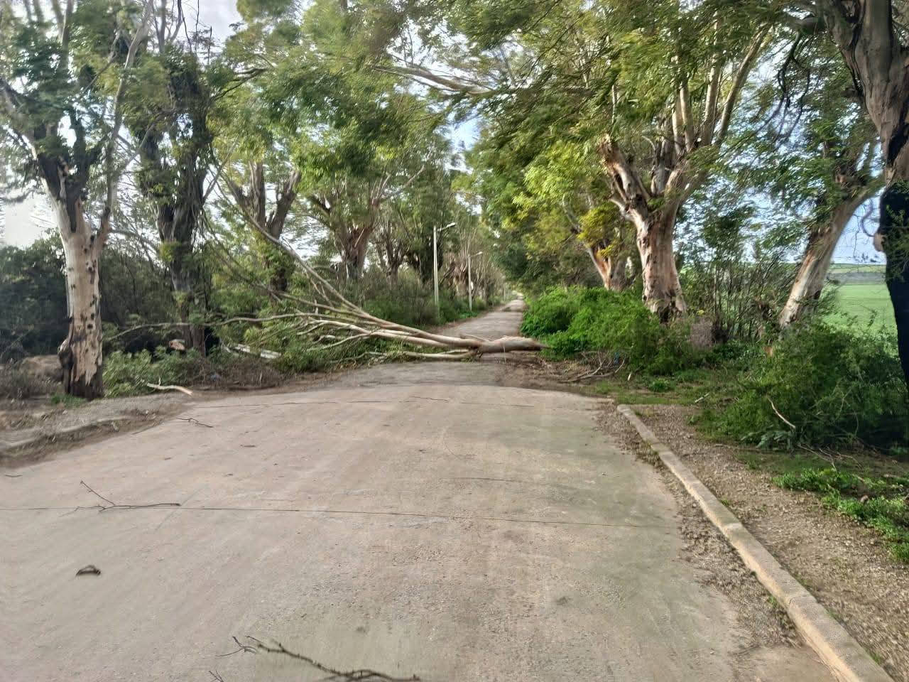 بنزرت.. بسبب الرياح القوية سقوط أشجار واضطراب الحركة المرورية (صور )