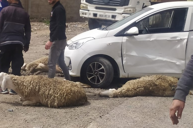 حوادث مرور "مميتة" بسبب الحيوانات البرية والمواشي