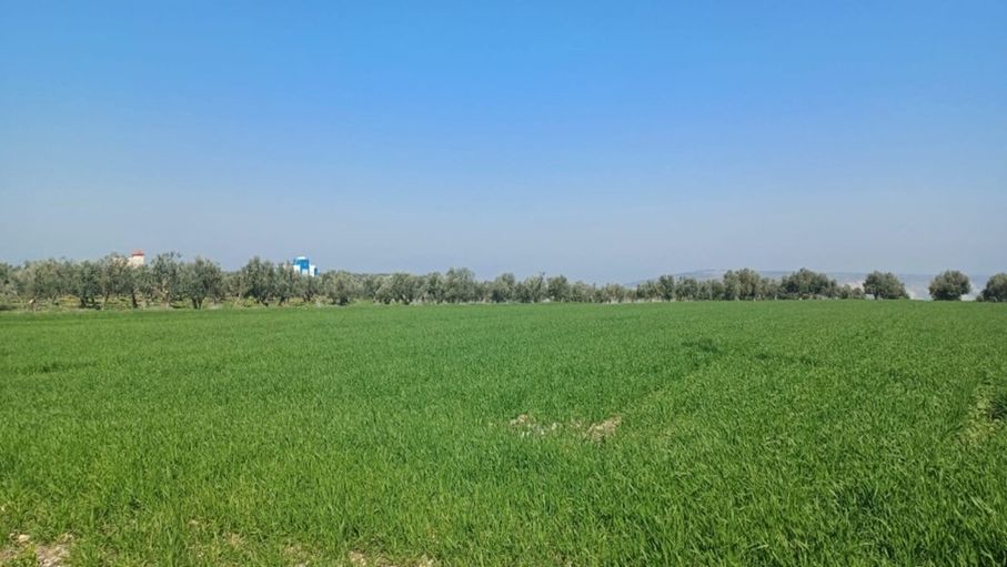 كيف ينعكس تحسن الموسم المطري على القطاع الزراعي في إربد؟
