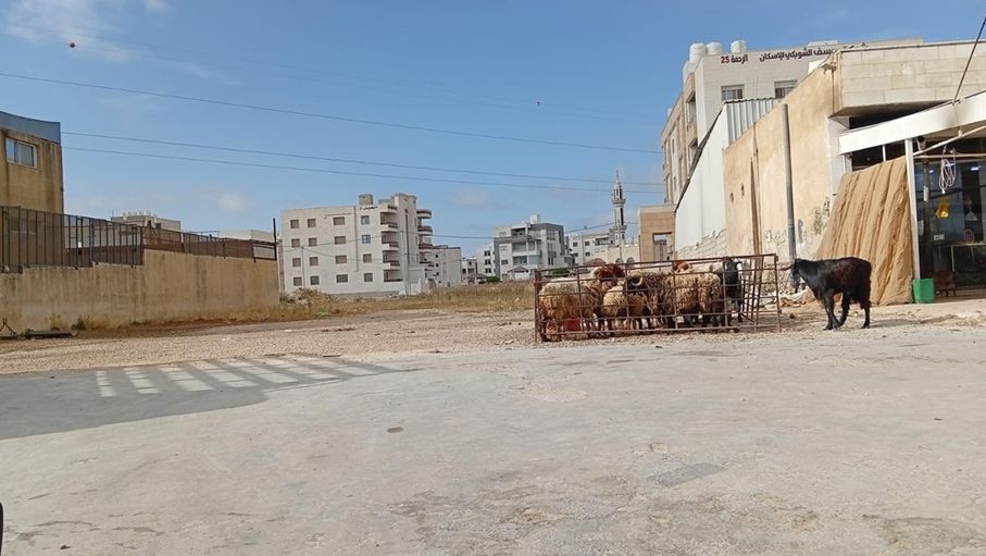 أسواق الأضاحي في إربد.. حذر شرائي وآمال مربي المواشي معلقة بموسم العيد
