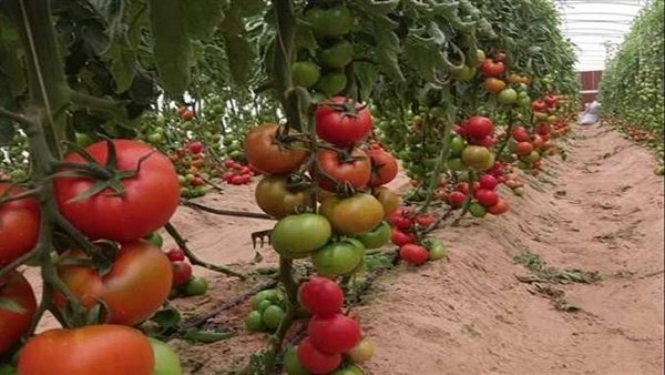 نقيب الفلاحين: التغيرات المناخية وراء تلف محاصيل البطيخ والمشمش والطماطم