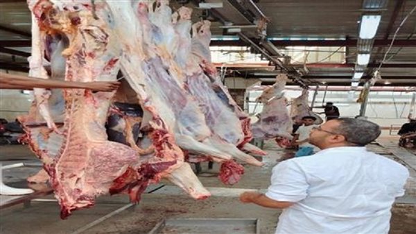 حصاد العيد.. حنان قرني: 35 ألف أضحية بالمجازر الحكومية| فيديو