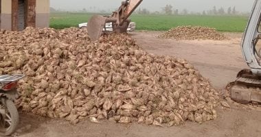 فرحة الغيطان.. انطلاق حصاد البنجر العروة الأولى فى غيطان الشرقية