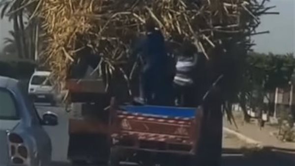 مشهد مرعب، العناية الإلهية تنقذ شابا من الموت المحقق بسبب سرقة عود قصب (فيديو)