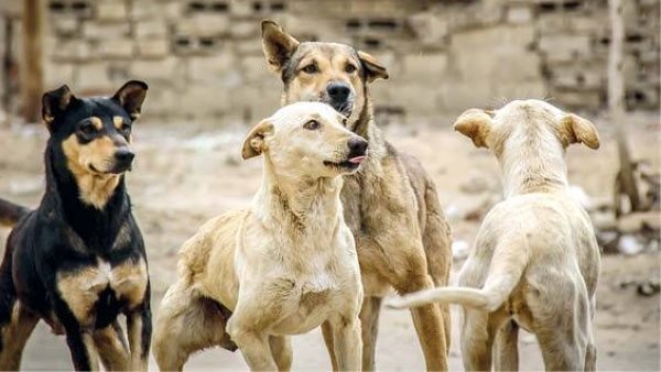 رئيس جمعية الرفق بالحيوان: 1.4 مليون حالة عقر سنويا بسبب الكلاب الضالة