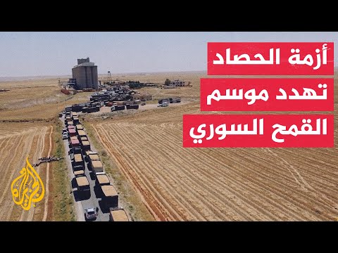 Syria: Wheat production expected to exceed one million tons this season