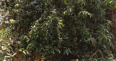 عشاق المانجو يتجمعوا.. جولة بمزارع أسوان
