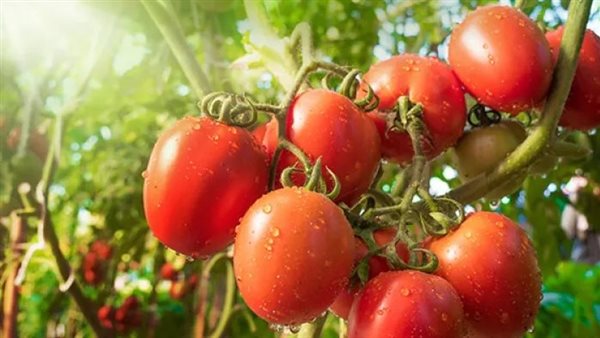 لمواجهة ارتفاع الأسعار.. التموين تطرح الطماطم بـ18 جنيهًا عبر سيارات متنقلة