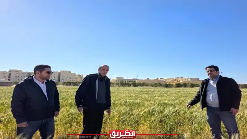 جامعة الملك سلمان: نجاح زراعة القمح تحت ظروف صحراوية قاسية بمزرعة الجامعة برأس سدر