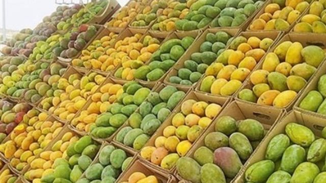 بشرى لمحبيها.. توافر 15 نوع مانجو بالأسواق