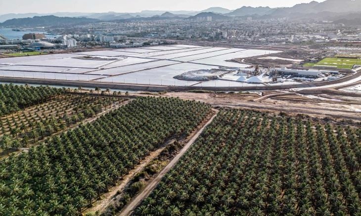 نقابيان فلسطينيان يحذران من تسويق تمور إسرائيلية على أنها فلسطينية