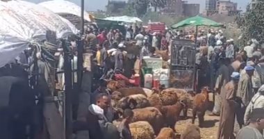 إقبال كثيف على شراء الأضاحى بكفر الشيخ واستقرار نسبى فى الأسعار