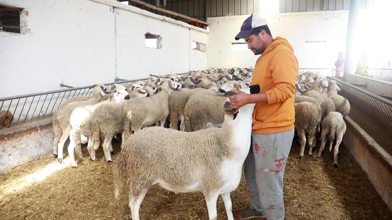 القروض الفلاحية.. رافعة أساسية للإنتاج عالقة في شبكة الضمانات والمساطر