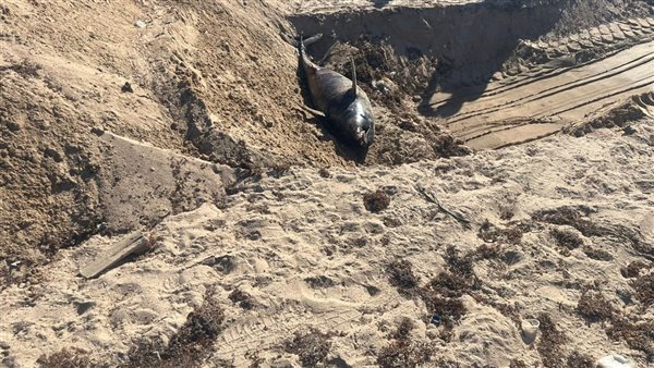 وزيرة التنمية المحلية توجه بدفن الدرفيل النافق في رأس غارب وفقًا للاشتراطات البيئية