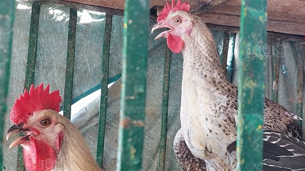 غرفة القاهرة: رفع سعر الدواجن لـ 93 جنيهًا خلل جسيم يتطلب تدخل الحكومة