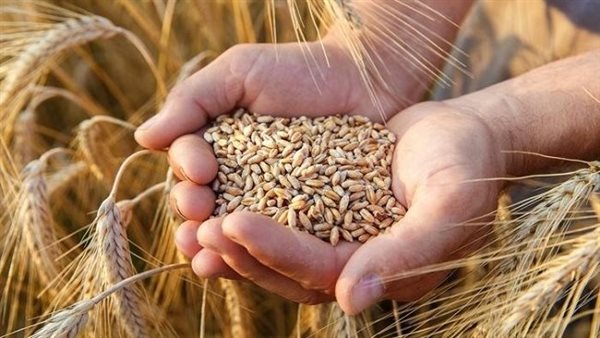 تفسير رؤيا حصاد القمح في المنام وعلاقتها بالاستقرار الأسري والسعادة الزوجية
