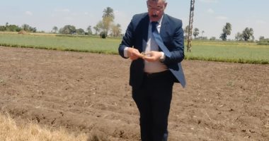 %34 من إجمالي إنتاج مصر من النباتات الطبية والعطرية فى المنيا.. وكيل وزارة الزراعة: المحافظة تحتل المركز الأول على مستوى الجمهورية في هذا المجال.. والبابونج أعلى المحاصيل طلبا للتصدير