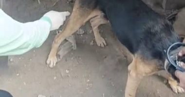 الطب البيطري بالدقهلية يكثف حملات تحصين الكلاب الضالة لحماية المواطنين