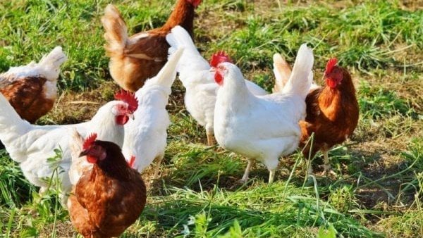 البيضاء تسجل 125 جنيها، سعر الفراخ اليوم الأحد 22 مارس 2026