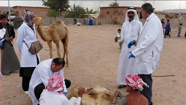«بحوث الصحراء» يطلق قافلة بيطرية بجنوب سيناء ضمن برنامج تحسين صحة الثروة الحيوانية