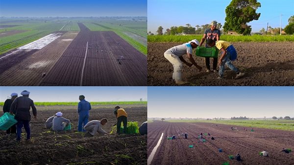 سمير أحمد: نظم الحياة الزراعية تعتمد على بيئة متكاملة للكائنات الحية|فيديو