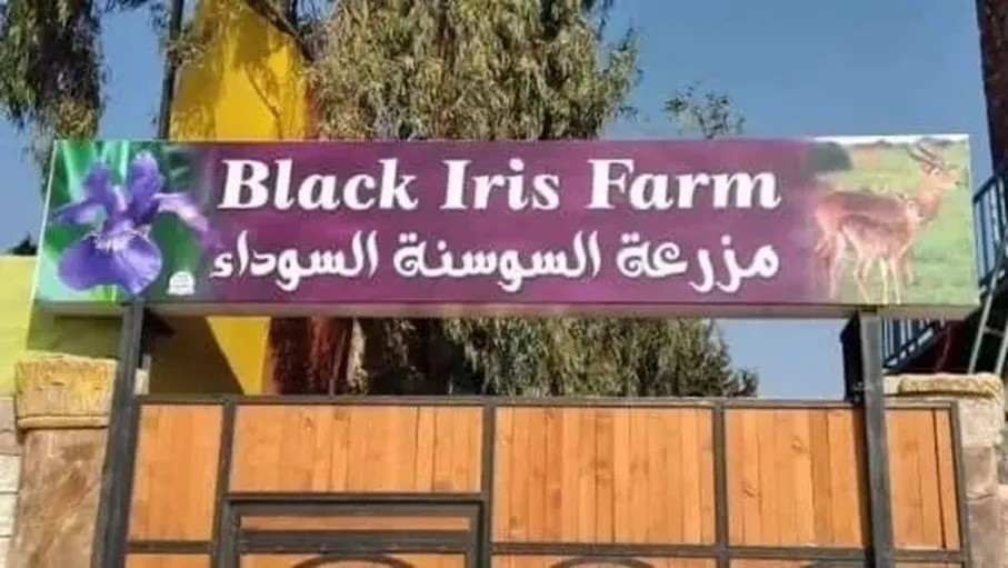 القضاء يُلزم السوسنة السوداء بكفالة قيمتها 5 آلاف دينار