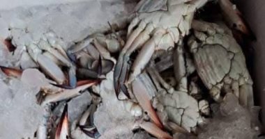 انخفاض طفيف فى اسعار الجندوفلى و الشراغيش.. أسعار السمك بالإسكندرية اليوم