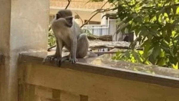 قرد يتجول في مقابر بالإسكندرية.. والمحافظة: جار التعامل وفق البروتوكول البيطري