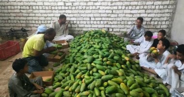 شاهد حصاد وتجهيز أطنان المانجو لطرحها في مدن وقرى الأقصر