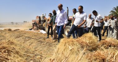 محافظ أسيوط 205 آلاف فدان مزروعة بالقمح هذا العام