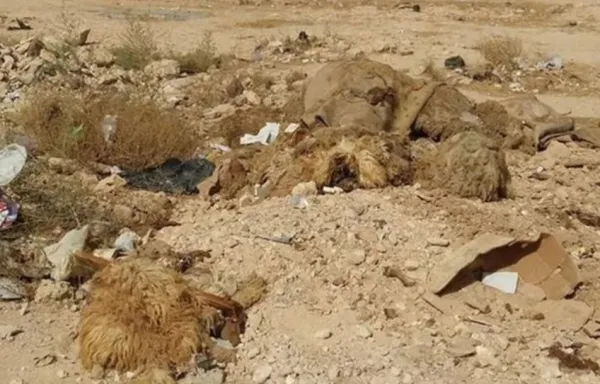 عجلون تكثف حملات النظافة وتعقيم مواقع الأضاحي خلال عيد الأضحى