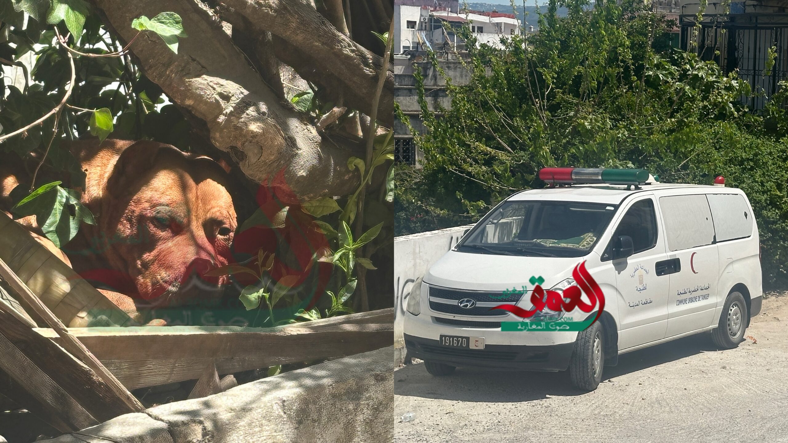 مصرع شخص إثر هجوم شرس لكلاب حراسة وسط مدينة طنجة