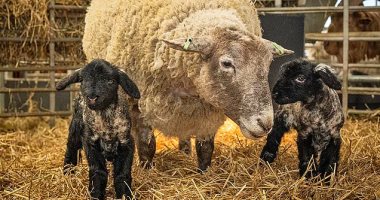 فيونا نعجة تتخلص من لقب الأكثر "وحدة" بإنجاب توأم بعد عامين