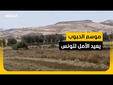 تونس.. موسم حصاد مبشر بعد سنوات من الجفاف وضعف الإنتاج