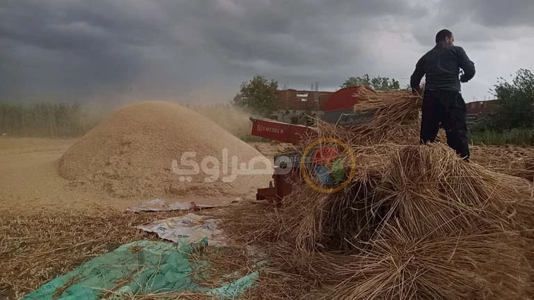 عامل يفقد كفه أثناء العمل في محصول القمح بالدقهلية